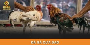 Đá Gà Cựa Dao - Tận Hưởng Trận Đấu Cá Cược Thăng Hoa