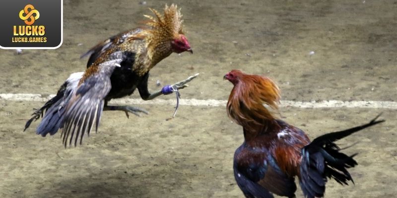 Thông tin khái quát chung về đá gà cựa dao