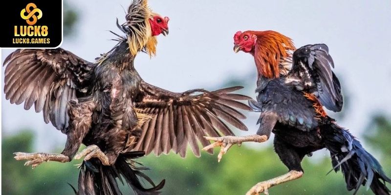Lý do không thể bỏ qua sảnh Đá gà Luck8